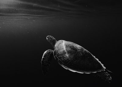 Deep Turtle