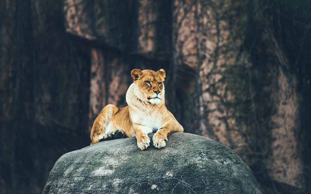 Lion on Rock