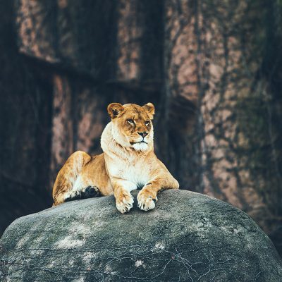 Lion on Rock