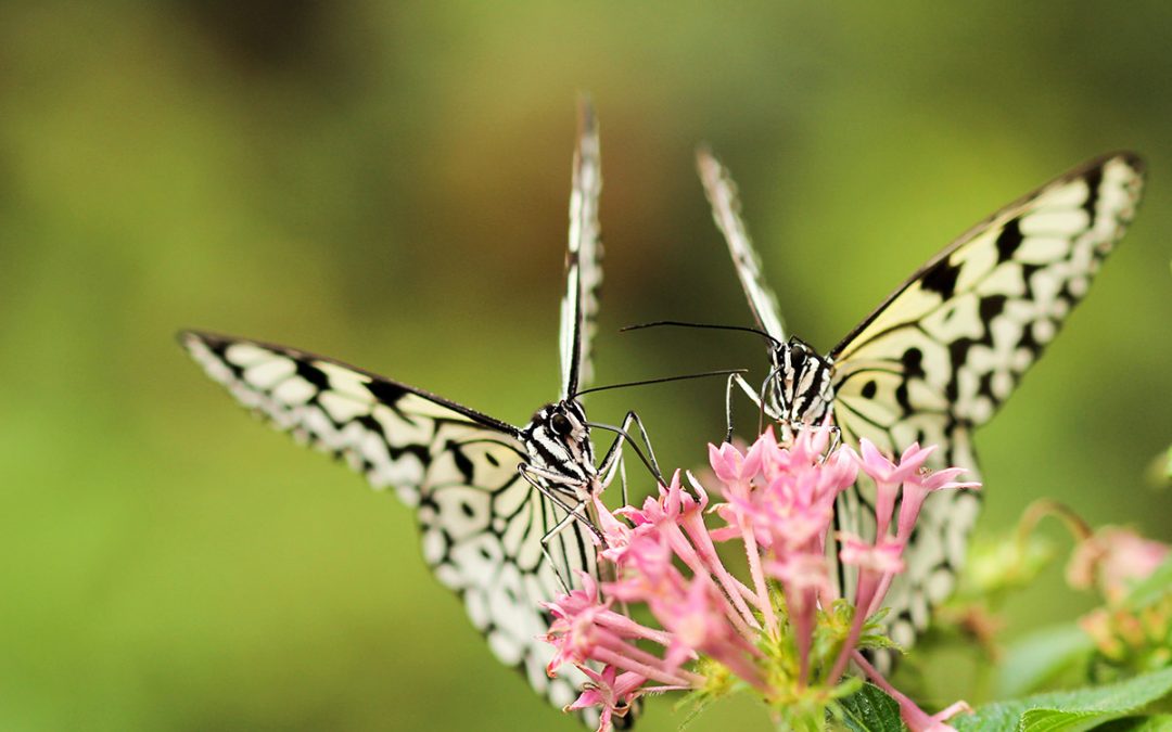 Two Butterflies, One Flower