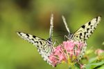 Two Butterflies, One Flower