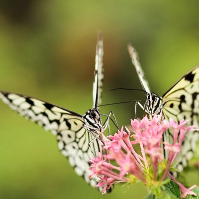 Two Butterflies, One Flower