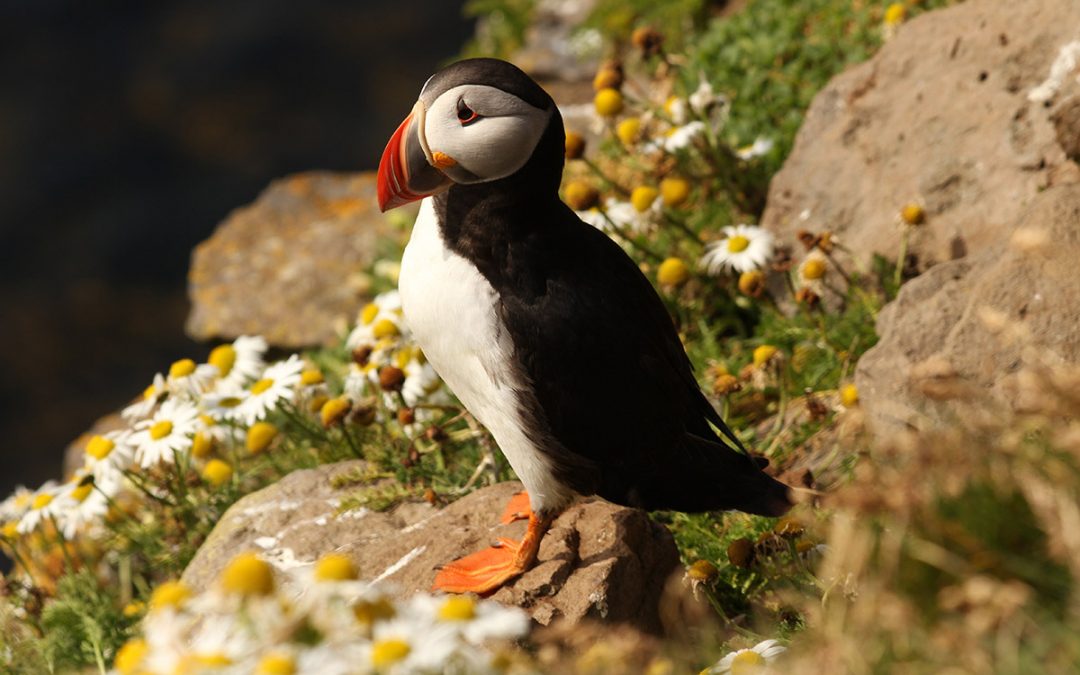 Puffin Bird