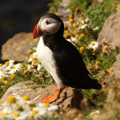 Puffin Bird