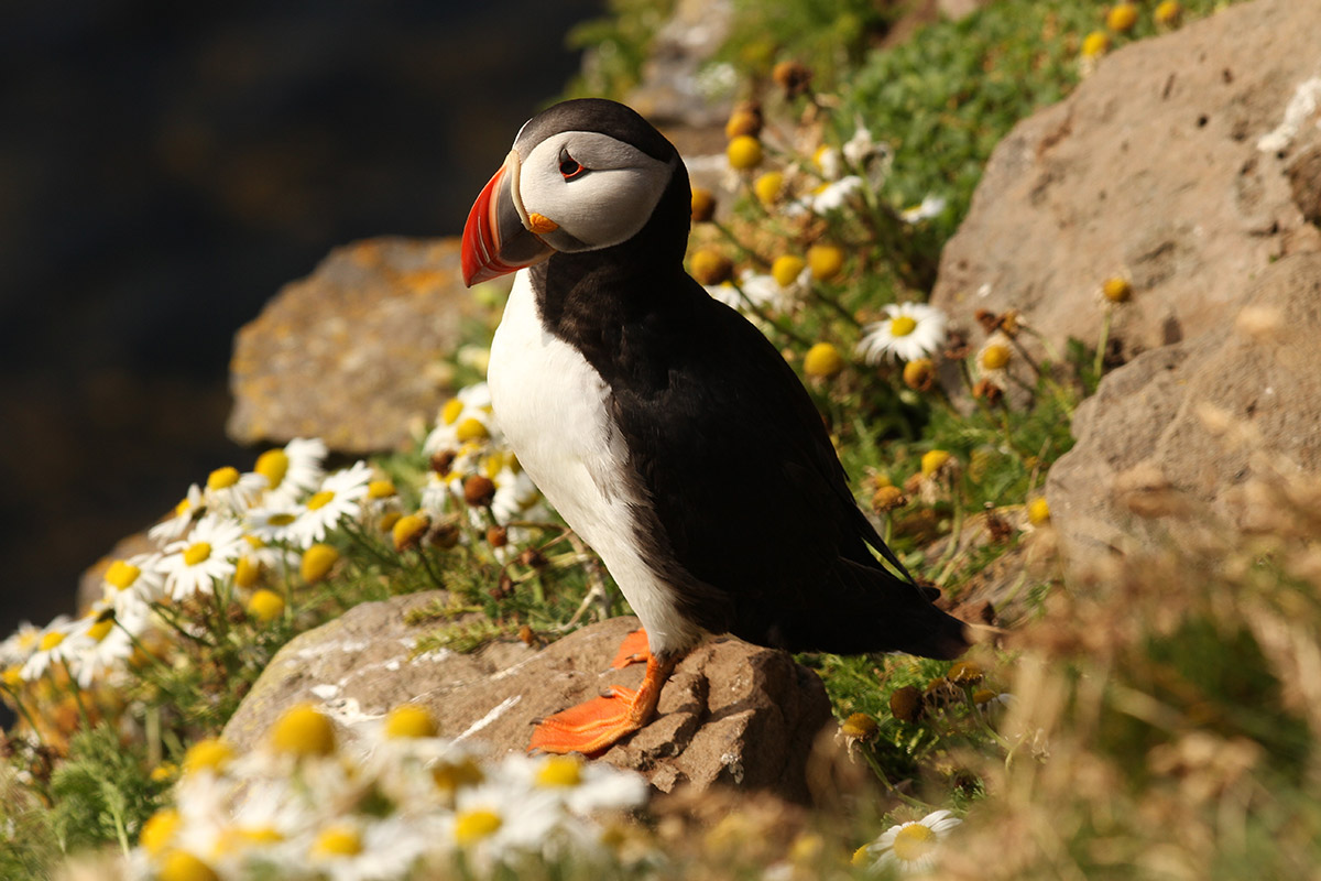 Puffin Bird