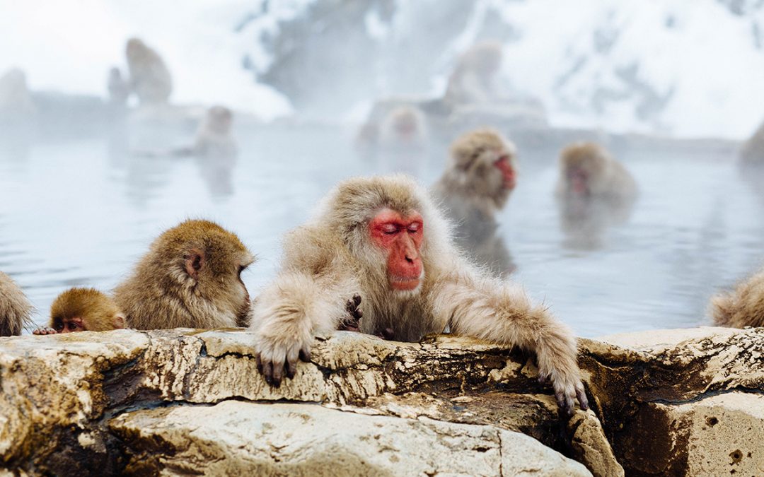 Monkeys in Water