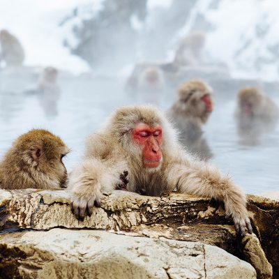 Monkeys in Water