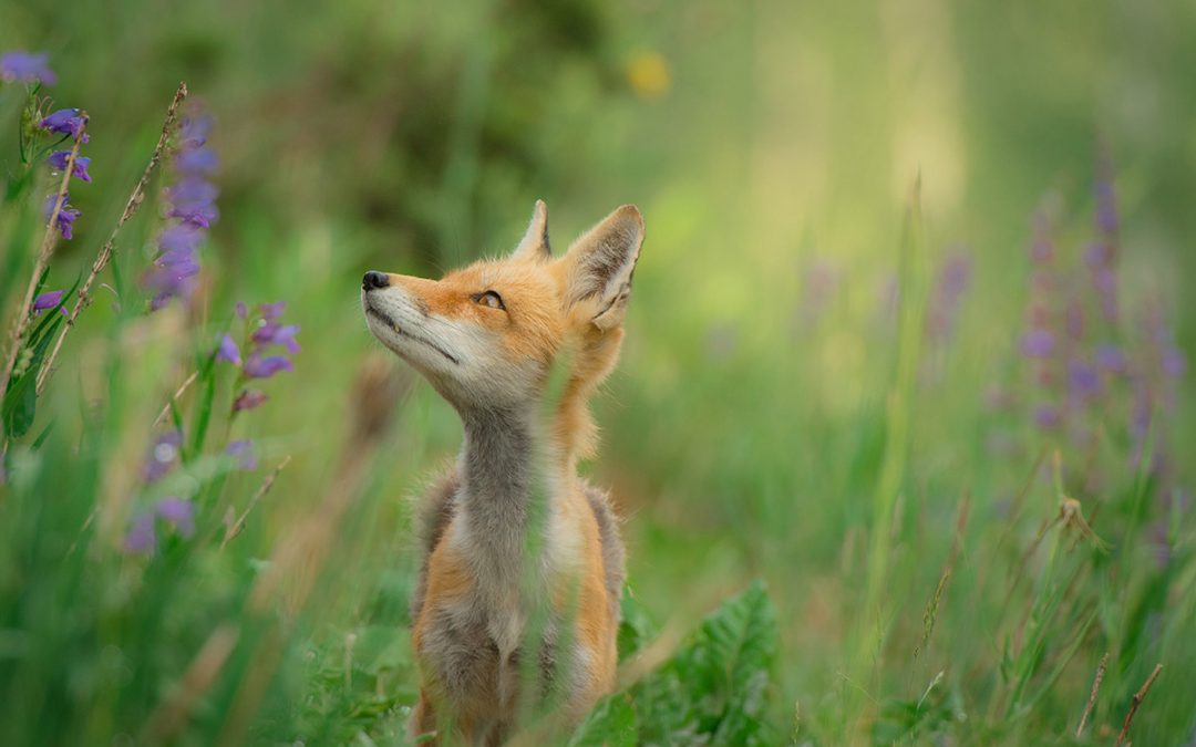 Fox in a Field