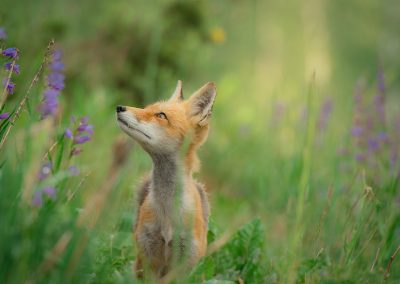 Fox in a Field