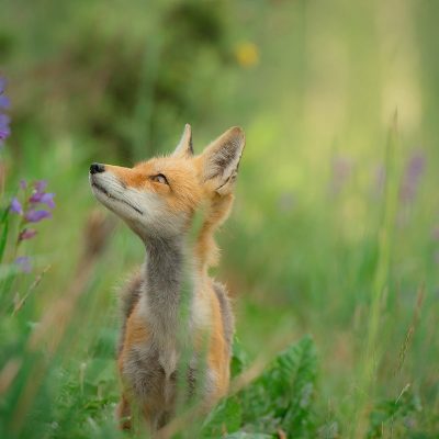 Fox in a Field