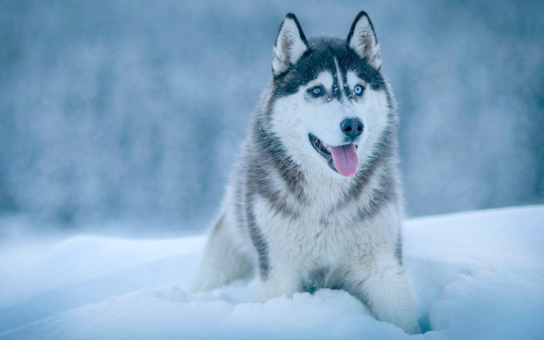 Wolf Lying in Snow