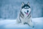 Wolf Lying in Snow