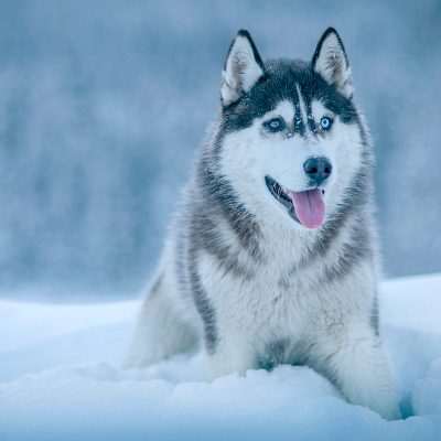 Wolf Lying in Snow