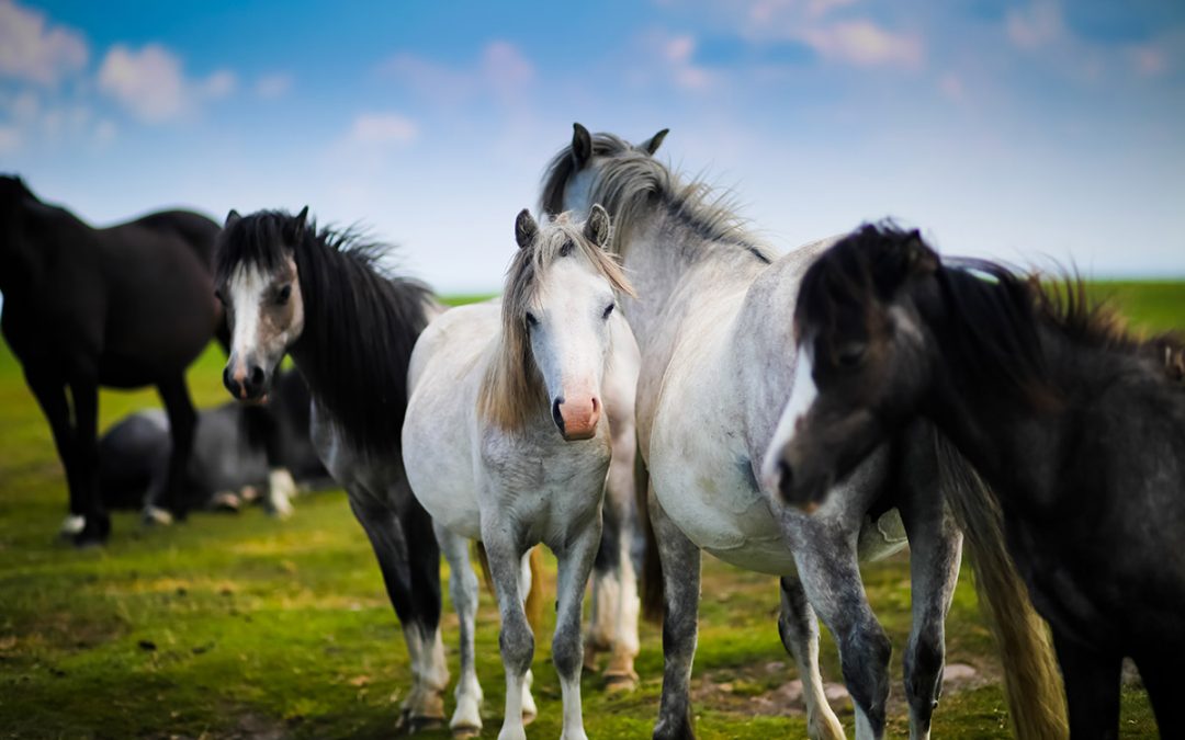 Wild Stallion Horses