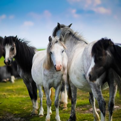 Wild Stallion Horses