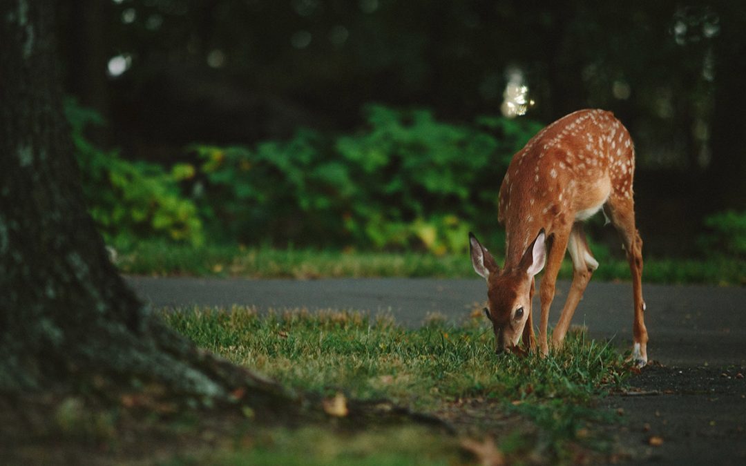 Deer Eating Grass