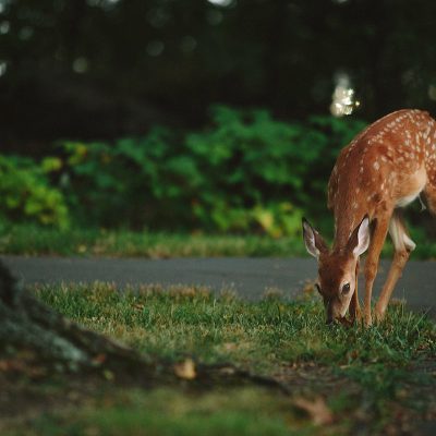 Deer Eating Grass